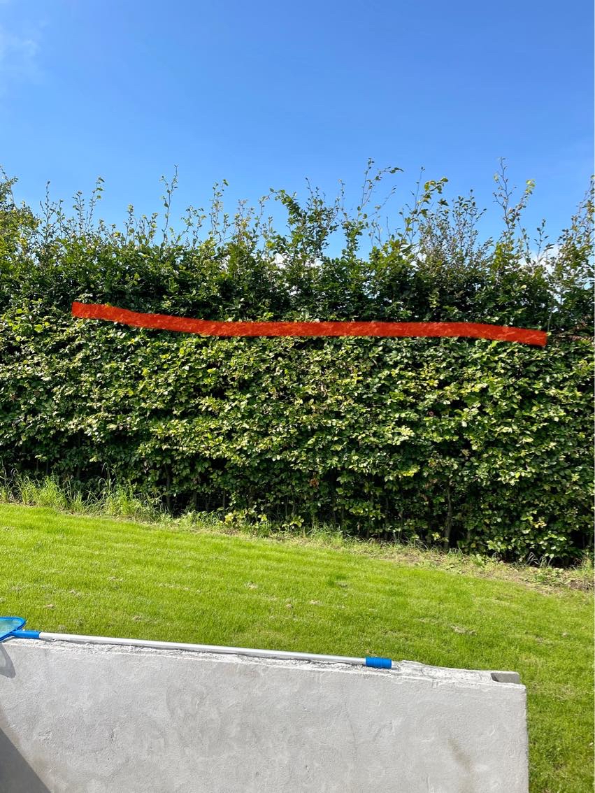 Klipning af hæk (kun toppen)