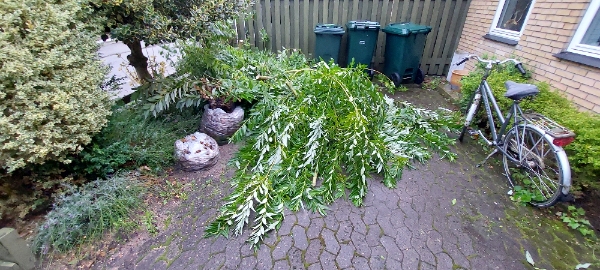 2800-Lyngby: Klippe buskene, fjerne ukrudt, fjerne haveaffald i forhaven.