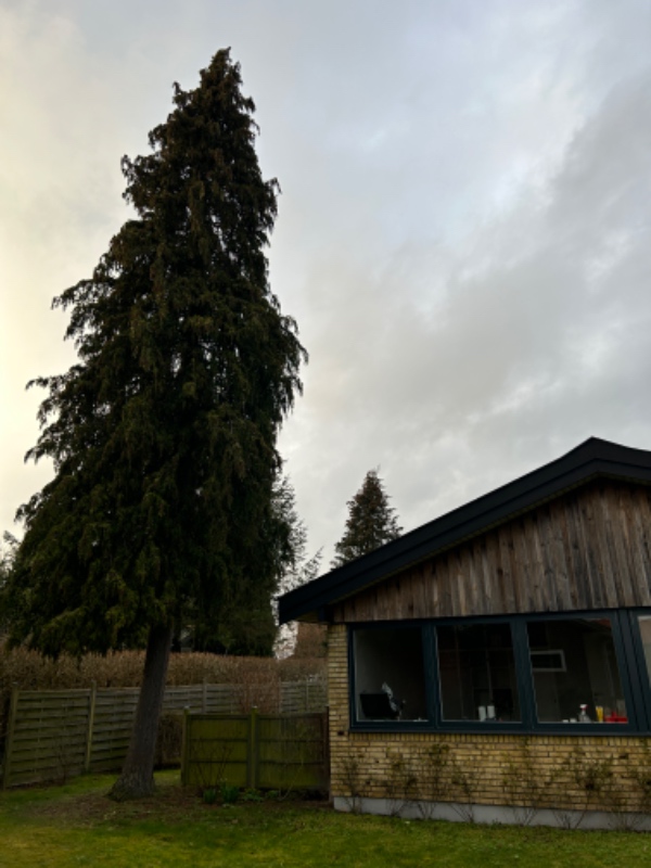 Fældning af træer i have