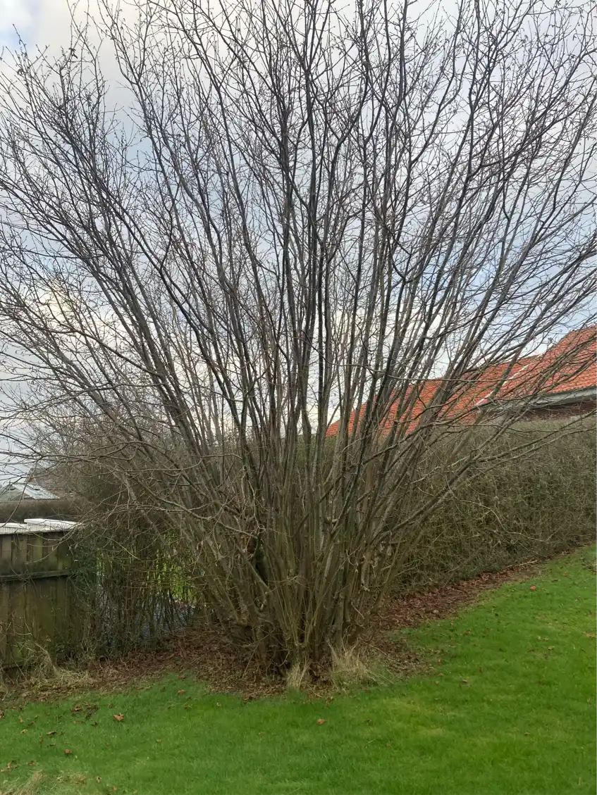 Kraftig beskæring af hæk og træer