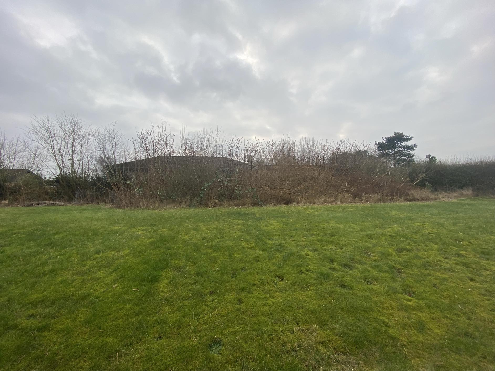 Haverenovering inkl træfældning