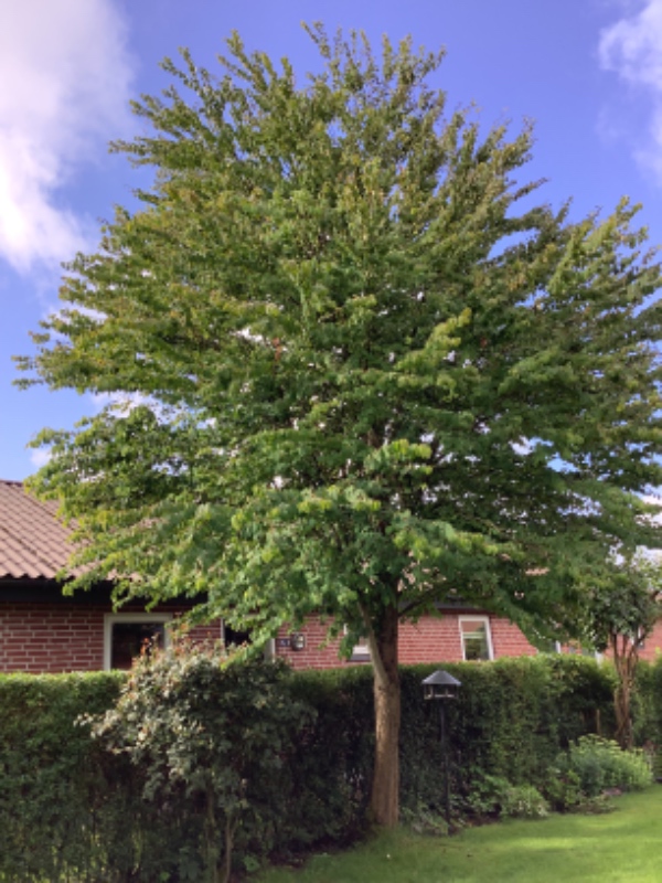 Beskæring af hjertetræ i højde ig omfang