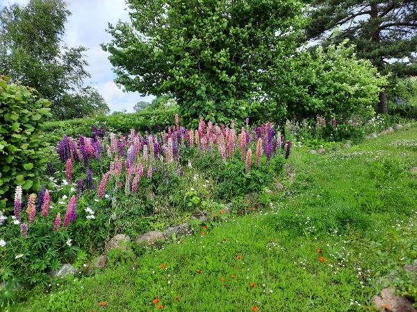 Håndlugning af stort forsømt bed