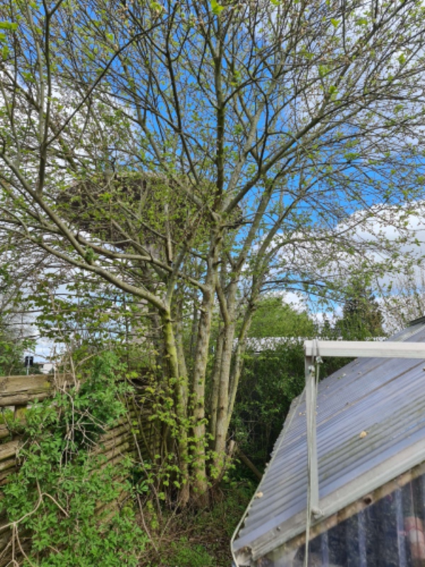 Fældning af piletræ