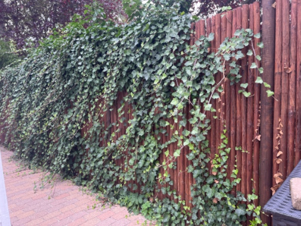 Klipning af 15 m bøgehæk, ordne bed 15x1m med ny ukrudsdug, fjernelse af haveaffald ifb dette