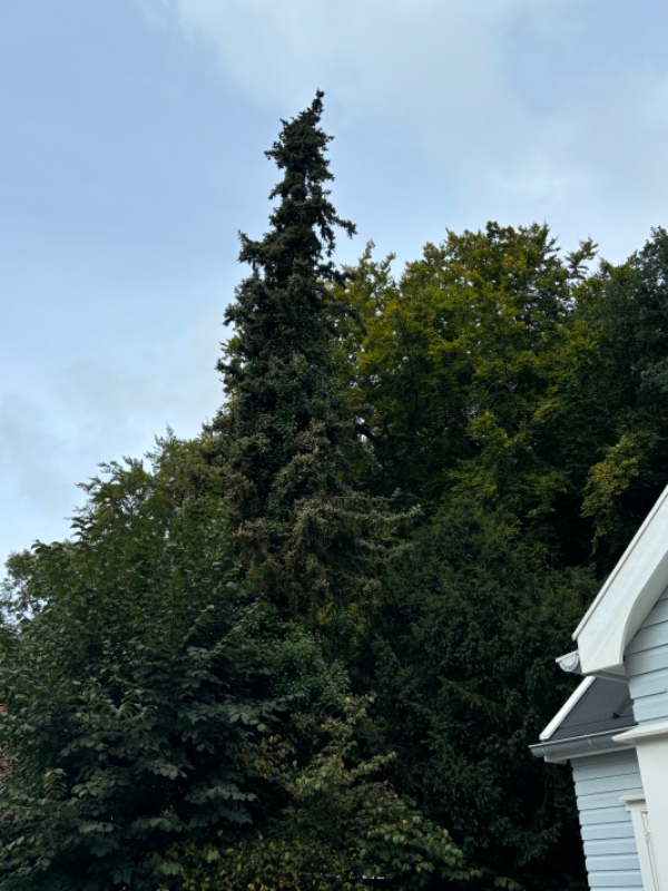 Beskæring af stor pil samt fældning af højt nåletræ