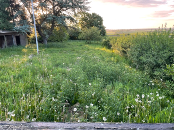 Overvokset græsplæneklipning