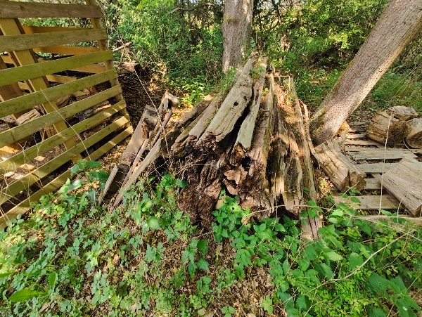 Bortkørsel af affaldstræ