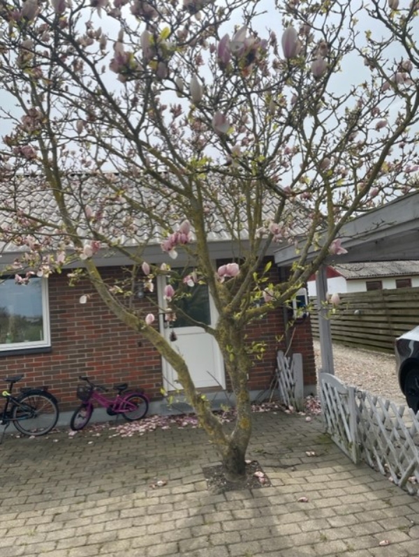 Træfældning, beskæring og fjernelse af stub