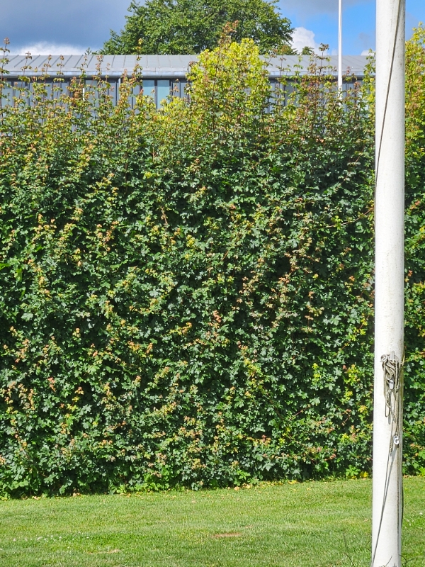 Klipning af hæk til 1,8 m