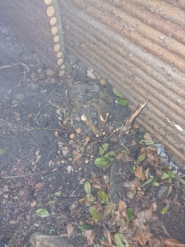 Jeg skal have frosset en stub i min have, den er 40-45cm i diameter