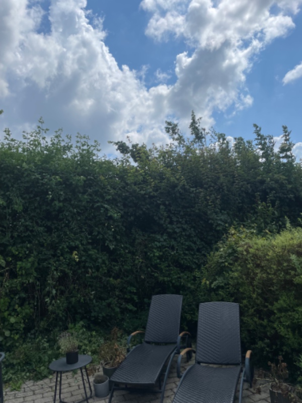 Hæk og busk klipning