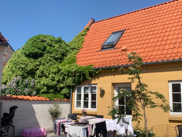 Fjerne bevoksning op ad mur og op i tag