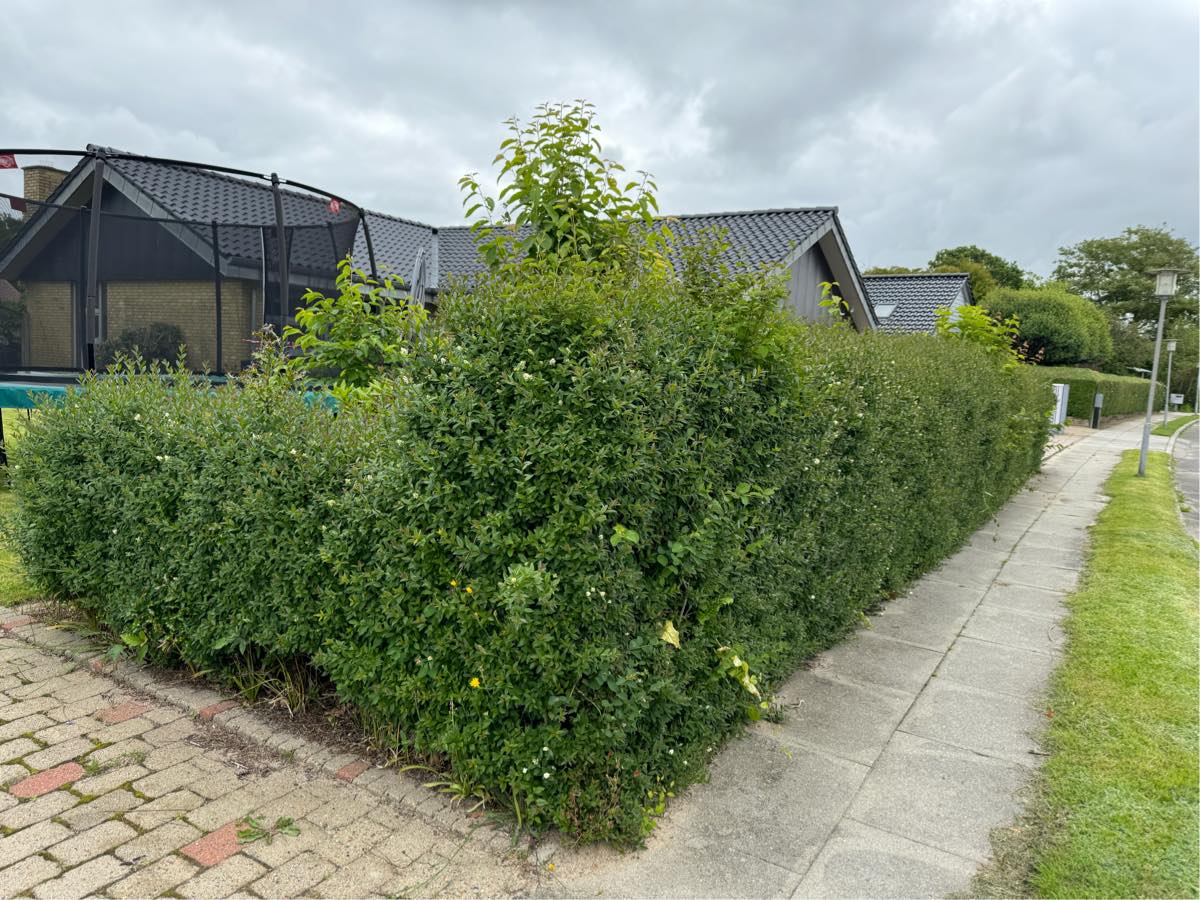 Hækkeklipning (liguster), fjernelse af ukrudt i og under hæk samt bortskaffelse.