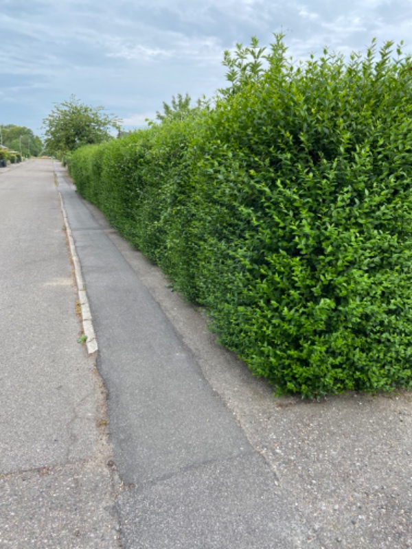 Klippet ligusterhæk.