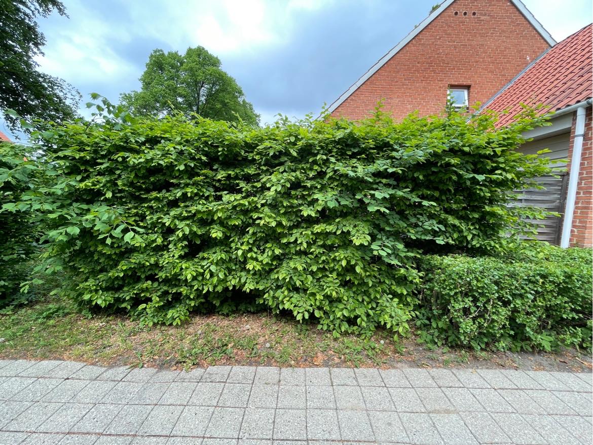 Hjælp til min jungle have