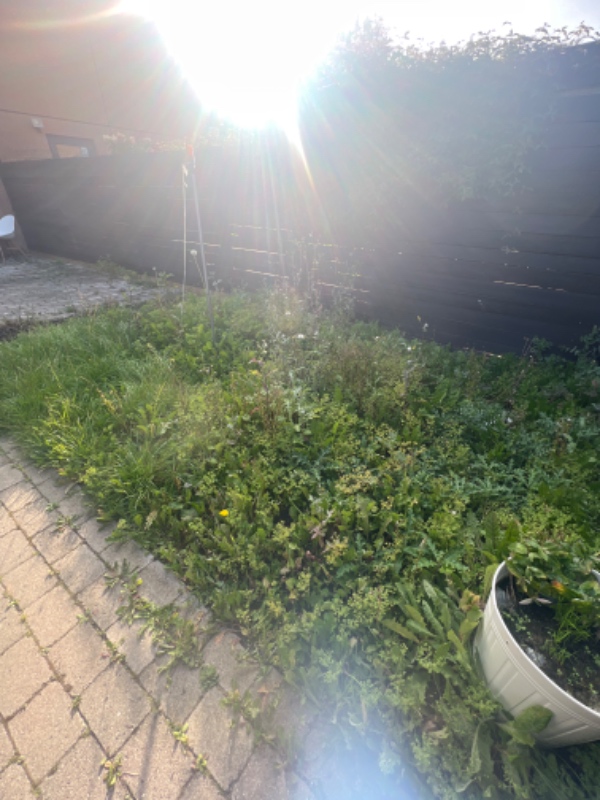 Fjernet en del ukrudt og slået græs evt, Haven er ikke den største ,  når det muligt