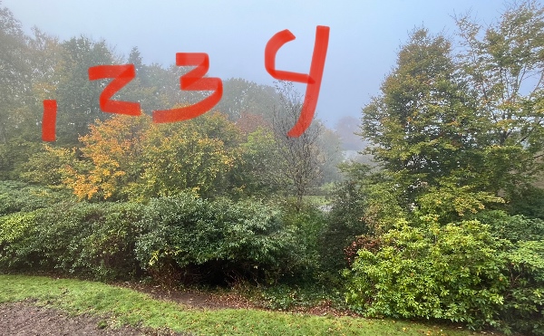 Træfældning og ophugning