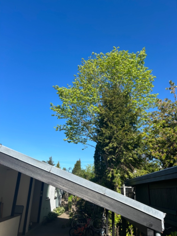 Fældning af to træer