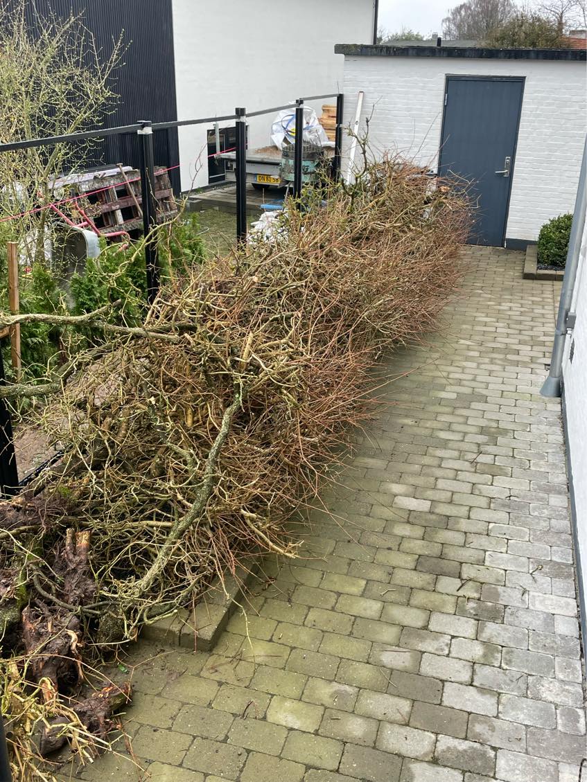 Fjernet en hæk som er fældet