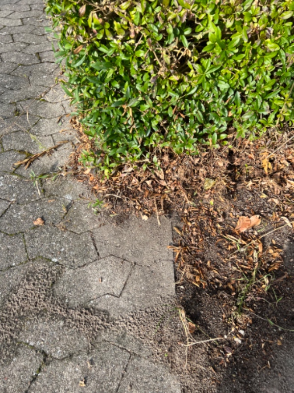 Beskæring af ligusterhæk