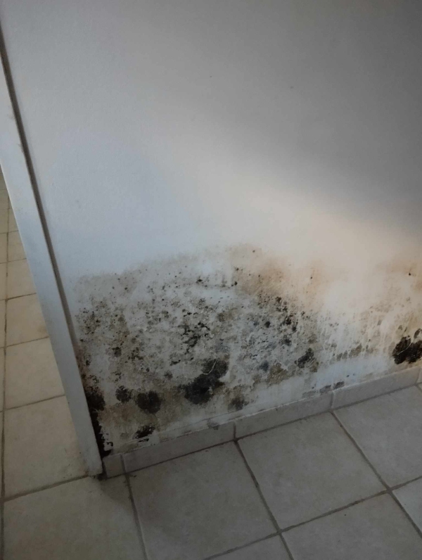 Nedvaskning af skimmelsvamp i villakælder