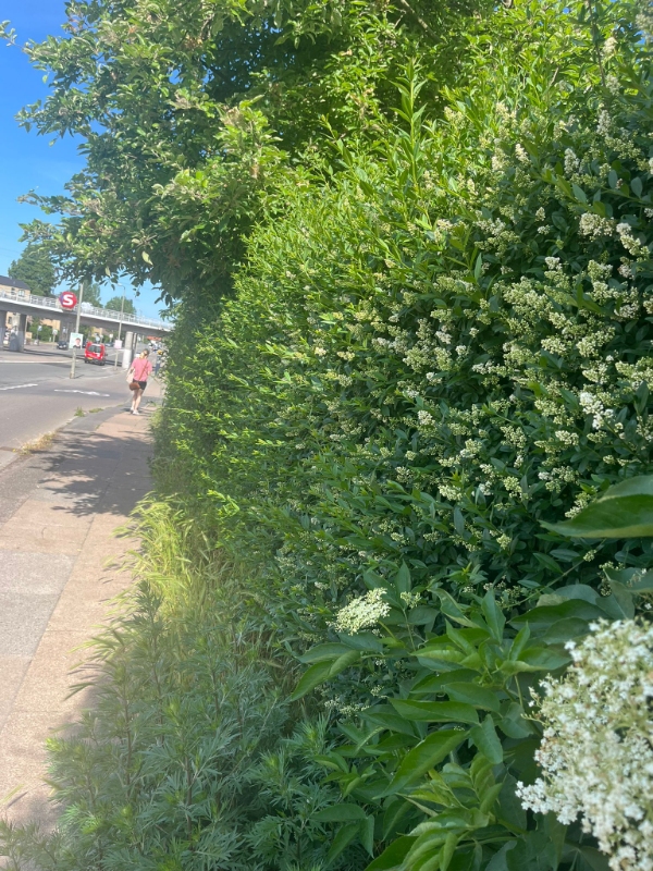 Klipping af hæk og fjernelse