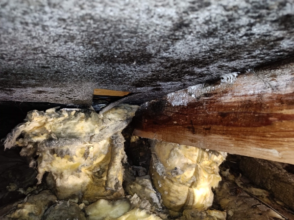 Skimmelsvamp på loft