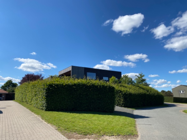 Klipning af stor hæk