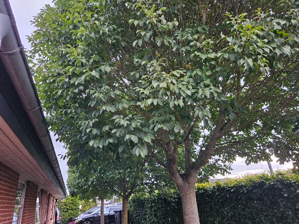 Beskæring af 5 styks træer, heraf 2 æbletræer