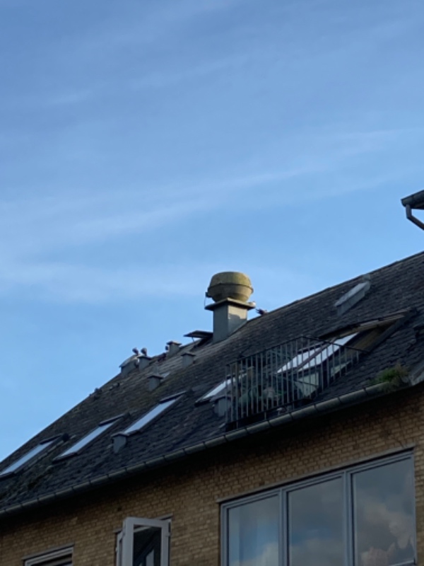 Fjernelse af duer på loftet