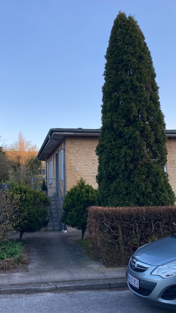 Fældning og rodfræsning af gran