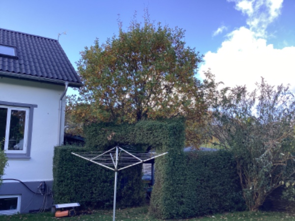 Beskæring af tuja og tax