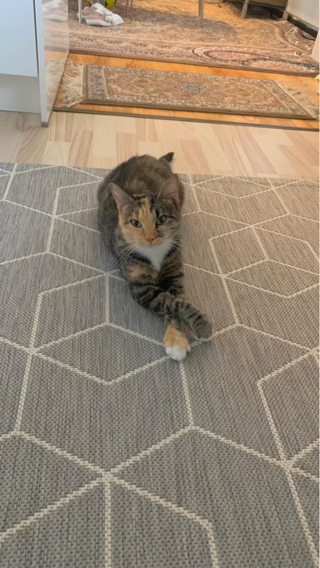 Kattepasning (bare komme over)