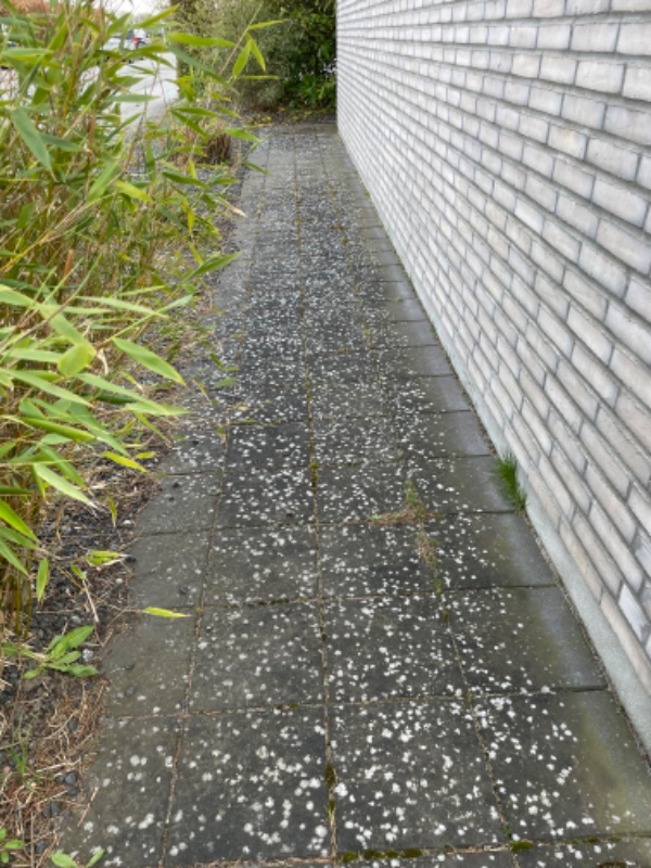 Fjernelse af ukrudt fliser/terrasse