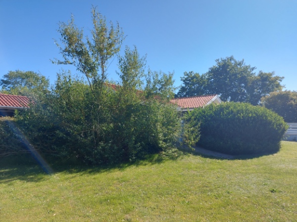 Beskæring af en stor og en lille sommerfugle busk og en stor laurbærbusk