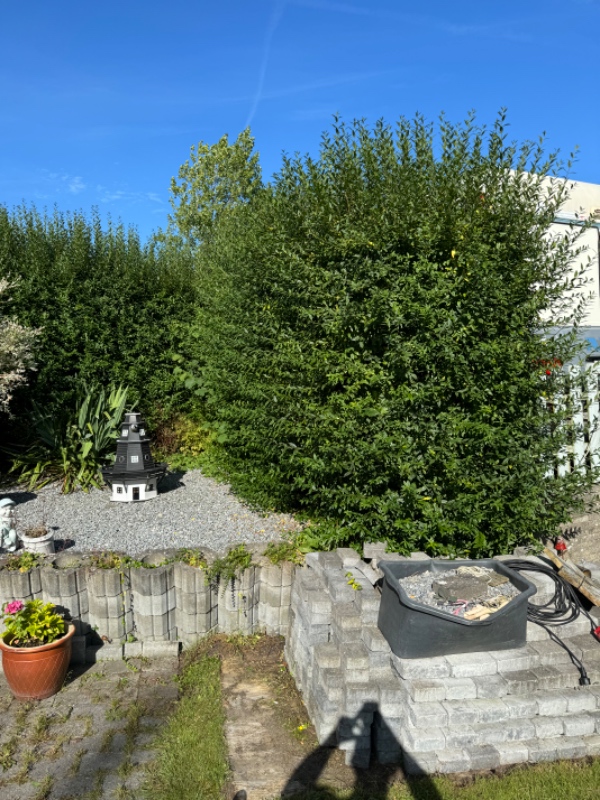 Klipning af 15 m kraftig hæk