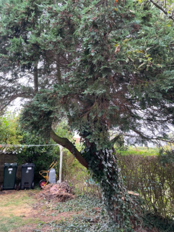 Fældning og stubfræsning af 2 træer