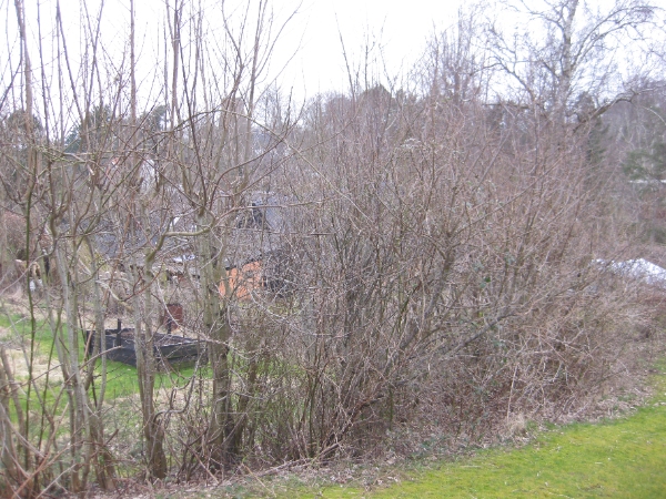 Klipning/beskæring af levende hegn