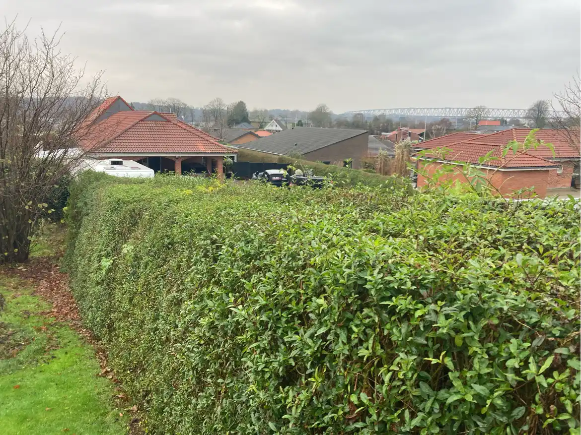 Kraftig beskæring af hæk og træer