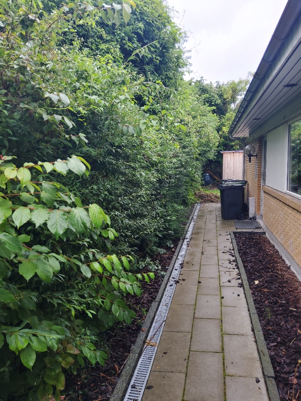 Hæk- og planteklipning