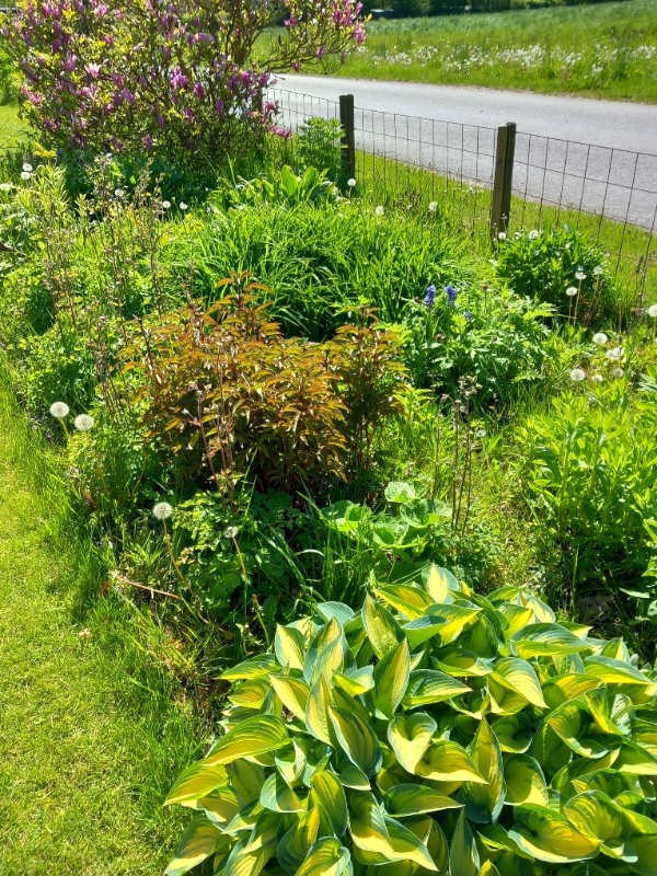 Staudebedlugning og hækklipning