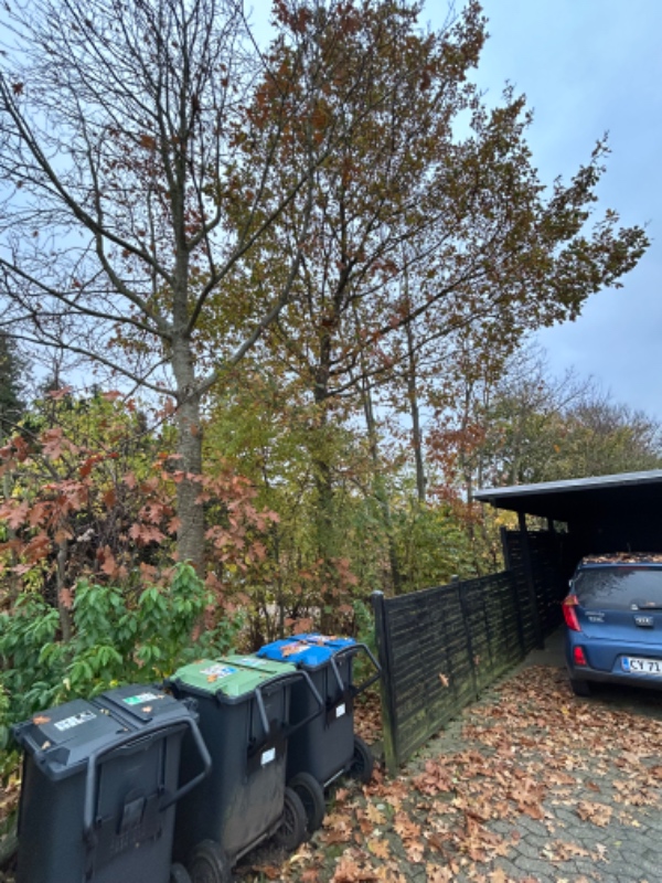 Fældning af 5 træer