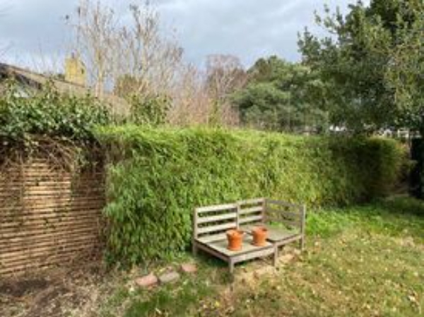 Fjernelse af egeføj og bambus samt klargøring af have