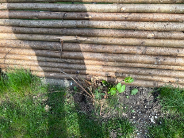 Diverse fjernelser rødder mm