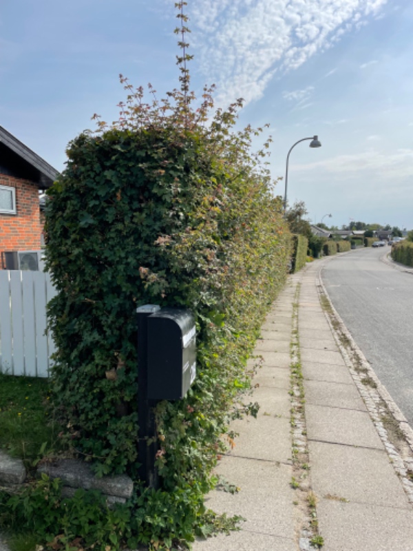 Beskærring af hæk, ikke kun klip :-)