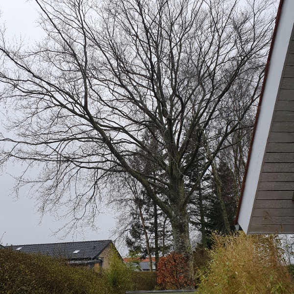 topkapning og styning