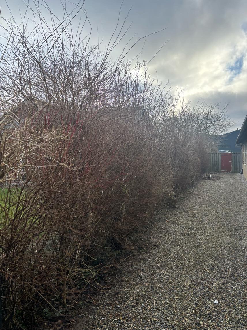 Hæk klipning top kapning fjern affald