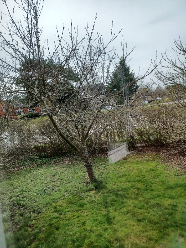 Fældning af 2 æbletræer