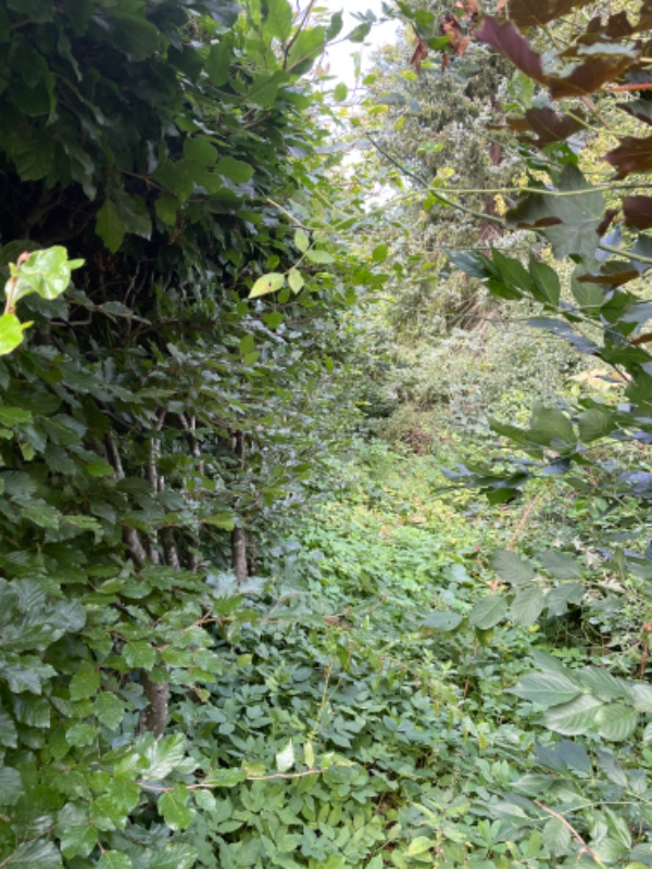 Hækklipning og tilretning af rhododendron